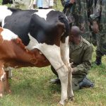 Des vaches pillées lors des affrontements entre les rebelles du M23