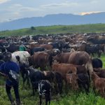 120 Vaches pillées par les Nyatura récupérées par les troupes ougandaises de l'EAC