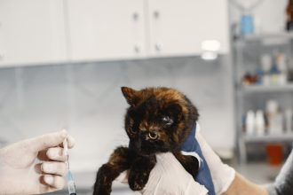 Un chat en vaccination