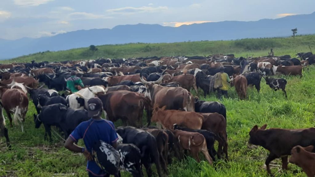 120 Vaches libérées par le contingent ougandais des forces régionales de l’EAC dans le territoire de Rutshuru