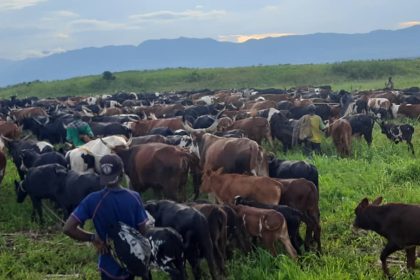 120 Vaches libérées par le contingent ougandais des forces régionales de l’EAC dans le territoire de Rutshuru