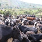 Récupération de près de 150 vaches volées par des groupes armés et leur restitution aux propriétaires