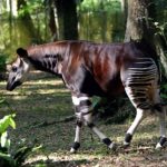 La réserve de faune à Okapi attaquée par des hommes armés
