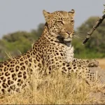 Un léopard inquiète les habitants du groupement Manzia dans la Chefferie de Baswagha en territoire de Lubero