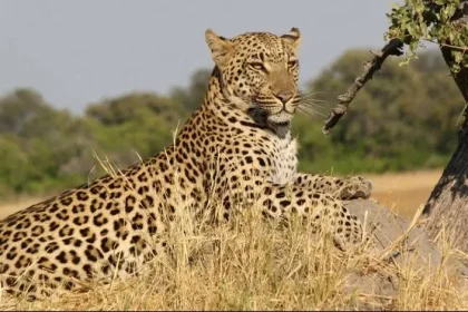 Un léopard inquiète les habitants du groupement Manzia dans la Chefferie de Baswagha en territoire de Lubero
