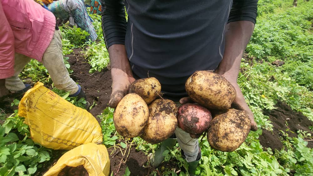 Soutenu par les déplacés de guerre dans son projet agricole, un jeune de Goma fournit 20 tonnes de pommes de terre sur le marché local