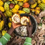 Extraction cabosse précieuses fèves seront mises sécher Antoine Kakule Kihumuledi planteur cacao Beni République démocratique Congo
