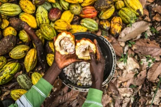 Extraction cabosse précieuses fèves seront mises sécher Antoine Kakule Kihumuledi planteur cacao Beni République démocratique Congo