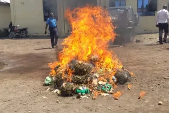 Une cargaison de chanvre incinérée par la mairie dans la ville de Goma