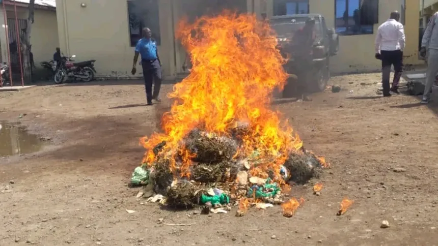 Une cargaison de chanvre incinérée par la mairie dans la ville de Goma