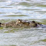 Un jeune pêcheur happé par un crocodile à Kyavinyonge