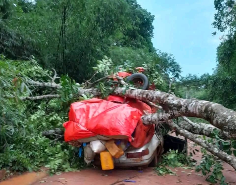 Un chauffeur décède après la chute d'un arbre au village de Kilima Tembo