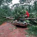 Un chauffeur décède après la chute d'un arbre au village de Kilima Tembo