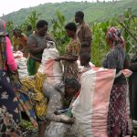 Plus de 20 tonnes de pommes de terre déversées sur les marchés du Nord-Kivu pour sa troisième phase