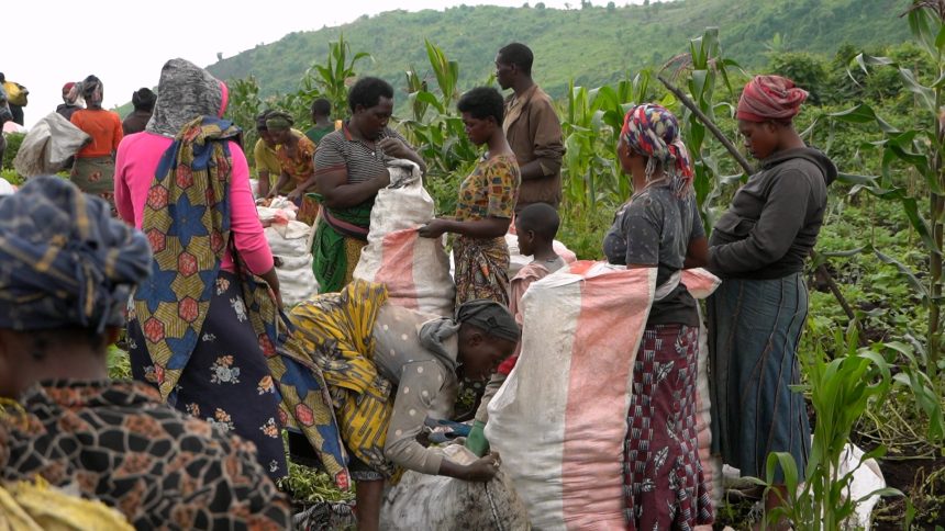 Plus de 20 tonnes de pommes de terre déversées sur les marchés du Nord-Kivu pour sa troisième phase