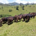 Photo d'illustration (Radio okapi): 290 vaches pillées par les combattants de FPIC en Ituri