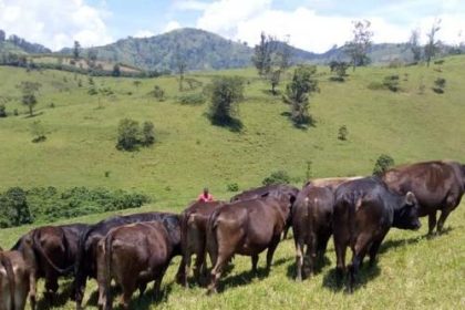 Photo d'illustration (Radio okapi): 290 vaches pillées par les combattants de FPIC en Ituri
